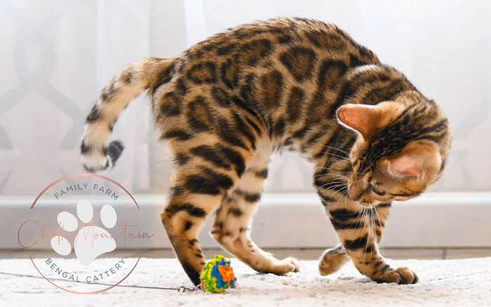 bengal kitten for sale